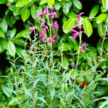 Gro-Stems 75cm , 3-pk