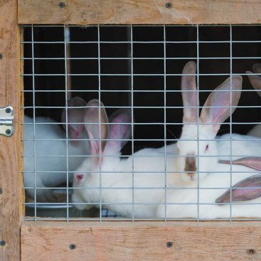 Galvanised WeldMesh Panel, 25x13mm, 0.6x0.9m