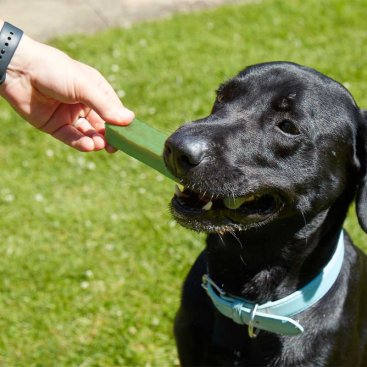Large Yak Chew with Mint - 130g