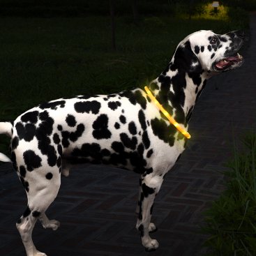 Flash & Go Rechargeable 'See-Dog' Ring - M/L