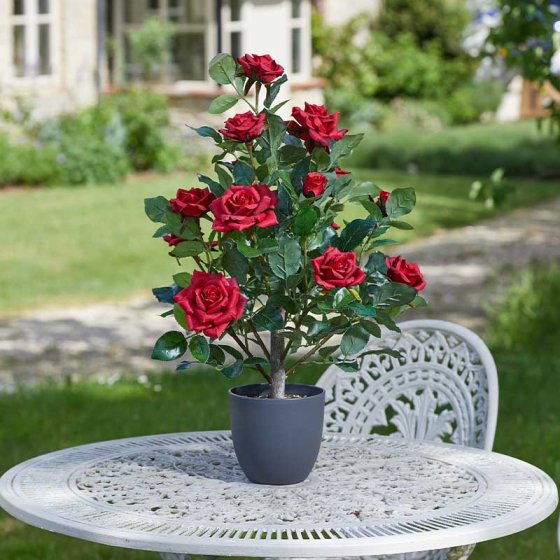 Regent's Roses 60cm - Ruby Red