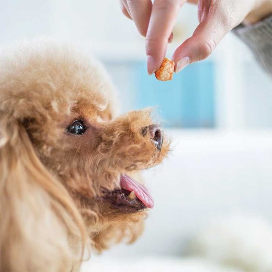 Yak Popcorn with Carrot - 70g