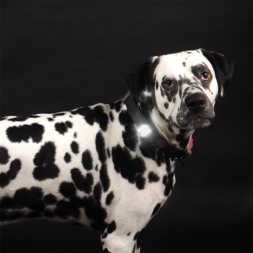 Flash & Go Collars & Leads