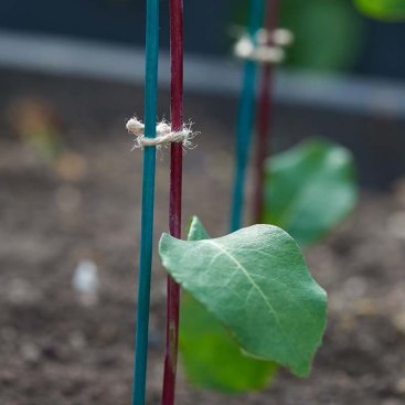 45cm Plant Stix, 25pk