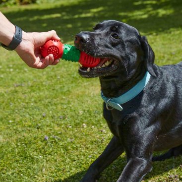 Dental GumBell - Large