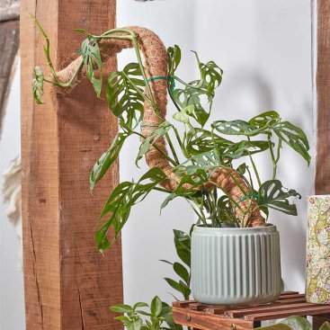 70cm Flexi-Coco Plant Support