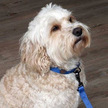 S (23cm-36cm) WalkAbout Dog Collar - Blue