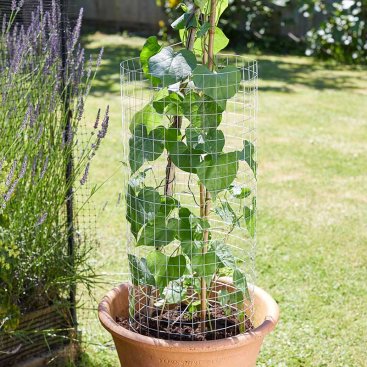 Galvanised WeldMesh, 25mm, 1x5m