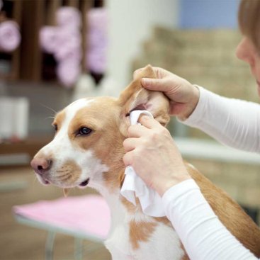 Biodegradable Pet Wipes 40pk