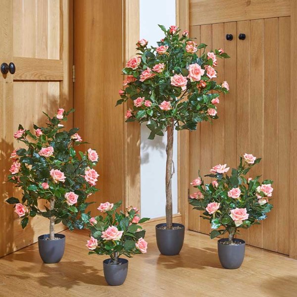 Rose Princess Hitomi Garden Rose