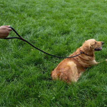 Primo - Jet Walkabout Dog Slip Lead (150 x 1cm)