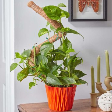 100cm Flexi-Coco Plant Support