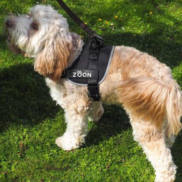 Jet Advanced Slip-on M Walkabout Dog Harness