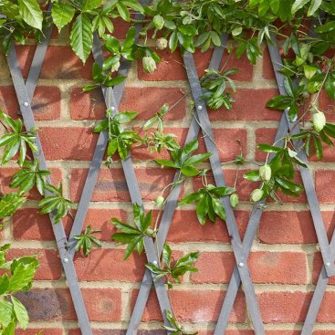 Heavy Duty Expanding Trellis - Slate Grey, 1.8mx0.3m, FSC1