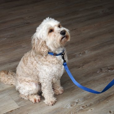 120 x 1.5cm WalkAbout Dog Lead/SML - Blue