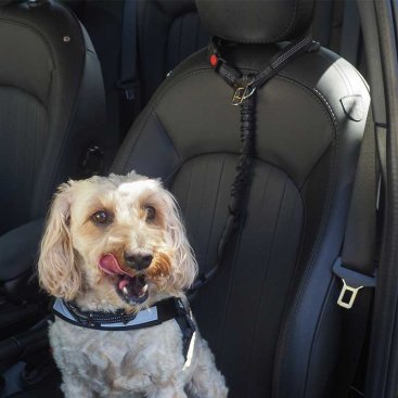 SafeDog Headrest Collar Clip