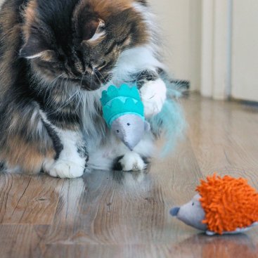 Cat Toys